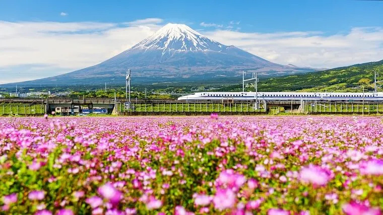 富士山と花畑と新幹線