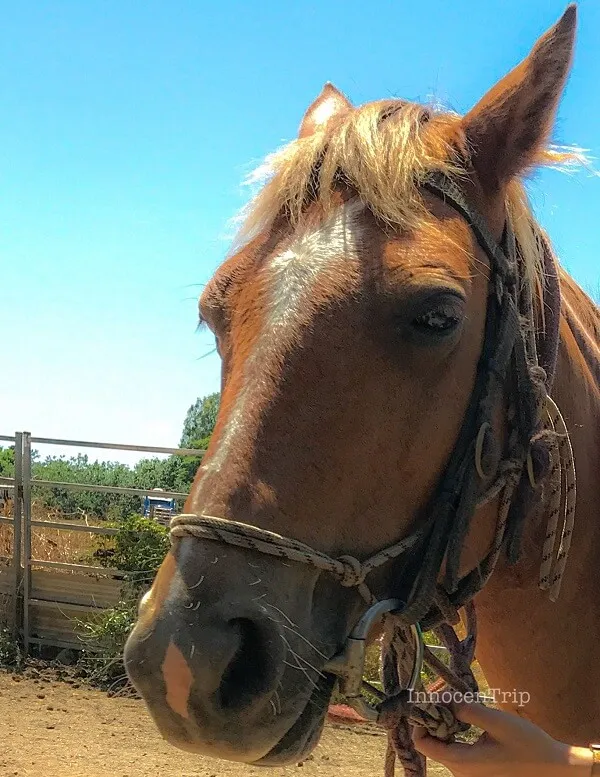 乗馬した馬