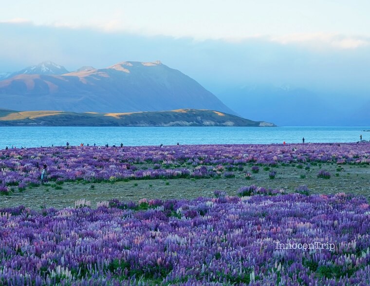 ニュージーランド南島テカポ湖 ルピナスの花畑とマウントクックを望む絶景